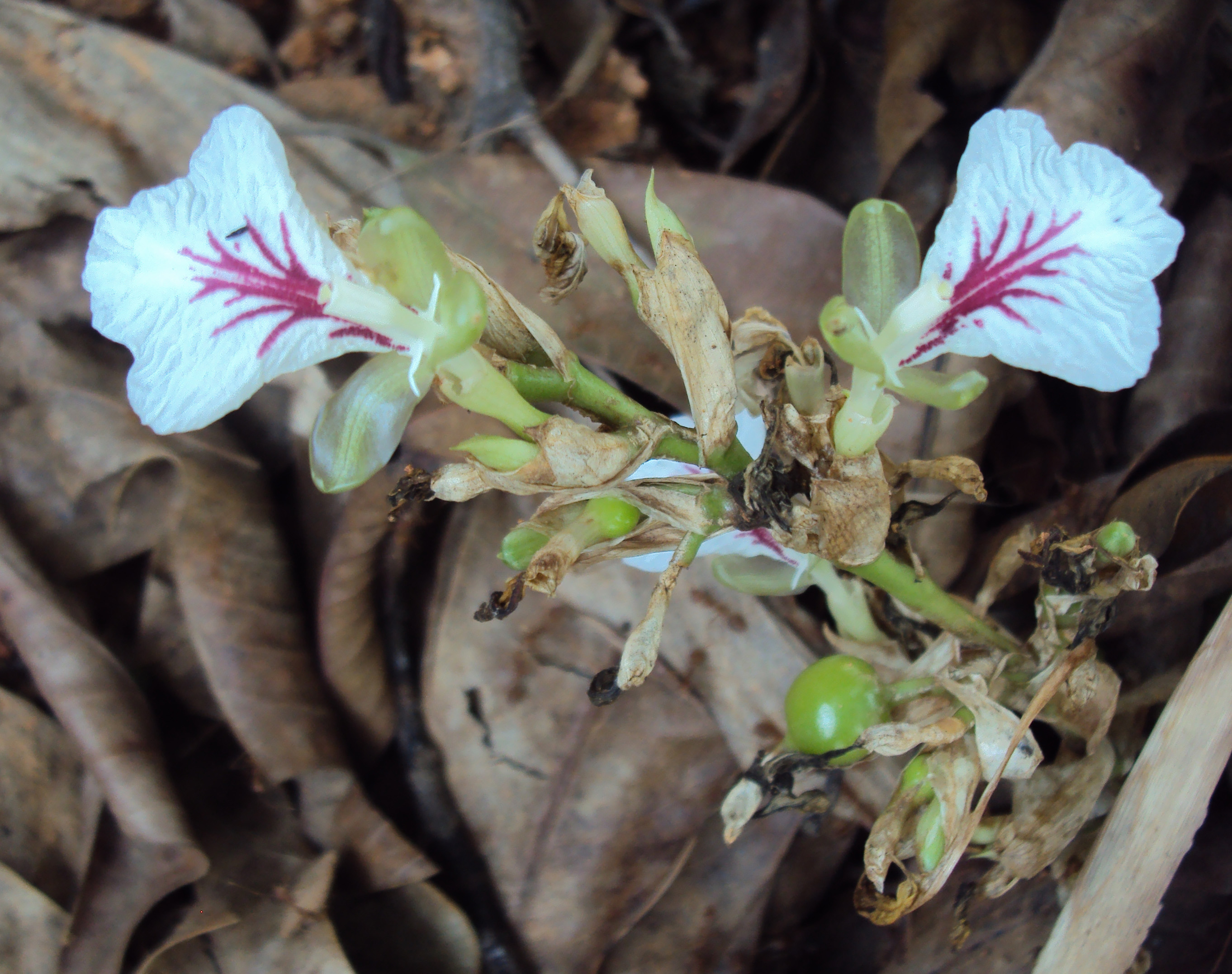 معرفی و راهنمای پرورش درختان میوه - هل سبز